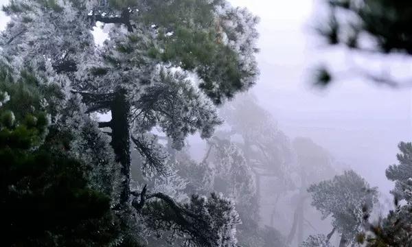 大白猫逃脱